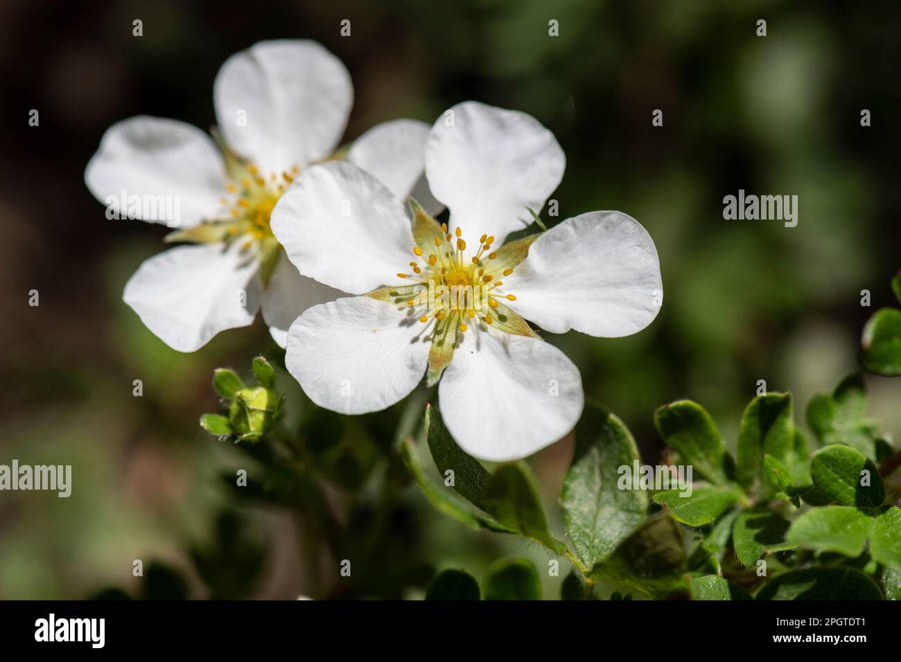 White Cinquefoil, Potentilla alba, flowering in home garden Stock Photo