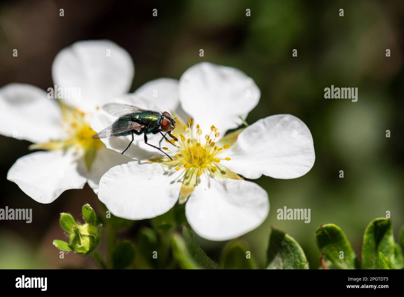Green fly on White Cinquefoil, Potentilla alba, flowering in home garden Stock Photo
