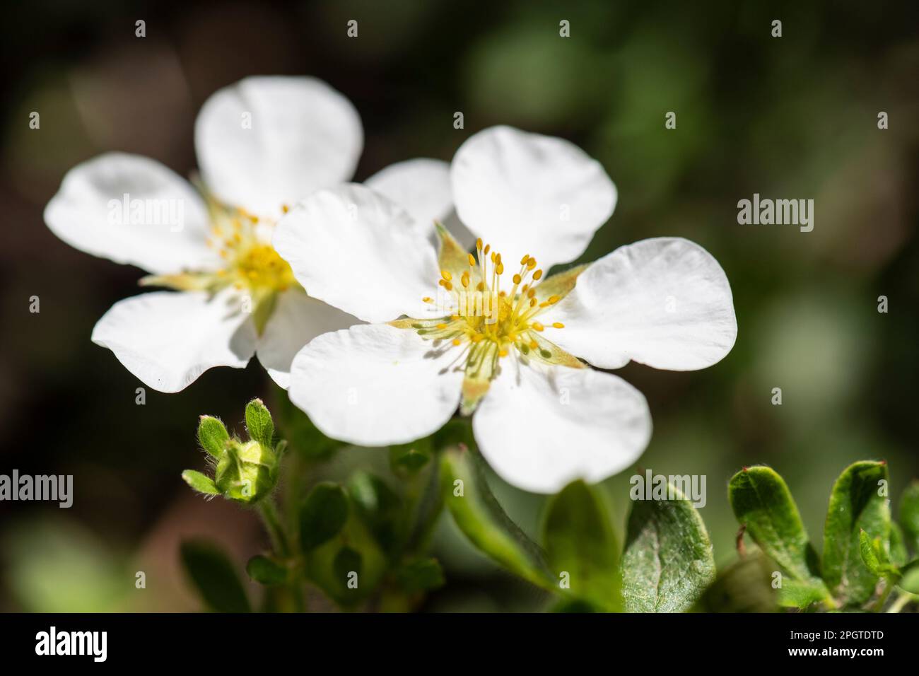White Cinquefoil, Potentilla alba, flowering in home garden Stock Photo