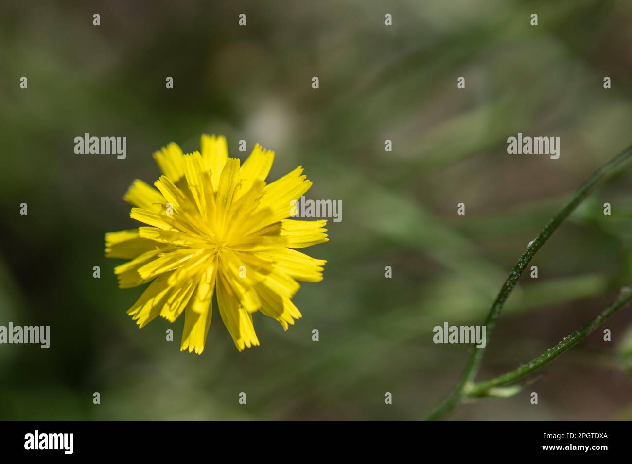 Crepis capillaris, smooth, hawksbeard flower, often considered a weed, growing beside lawn. Stock Photo