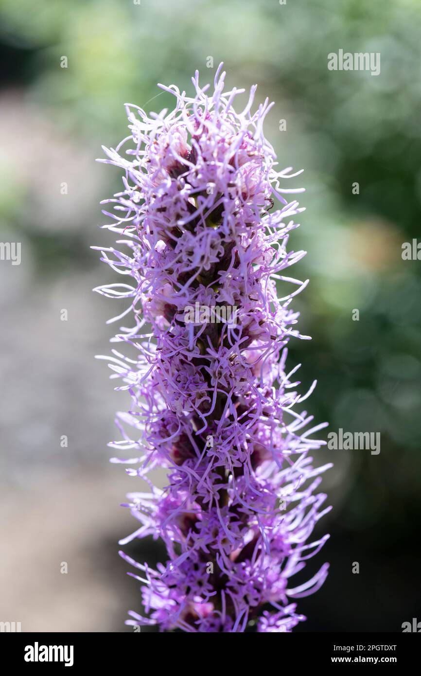 tall flower Liatris pycnostachya, commonly referred to as prairie blazing star, growing in home garden Stock Photo