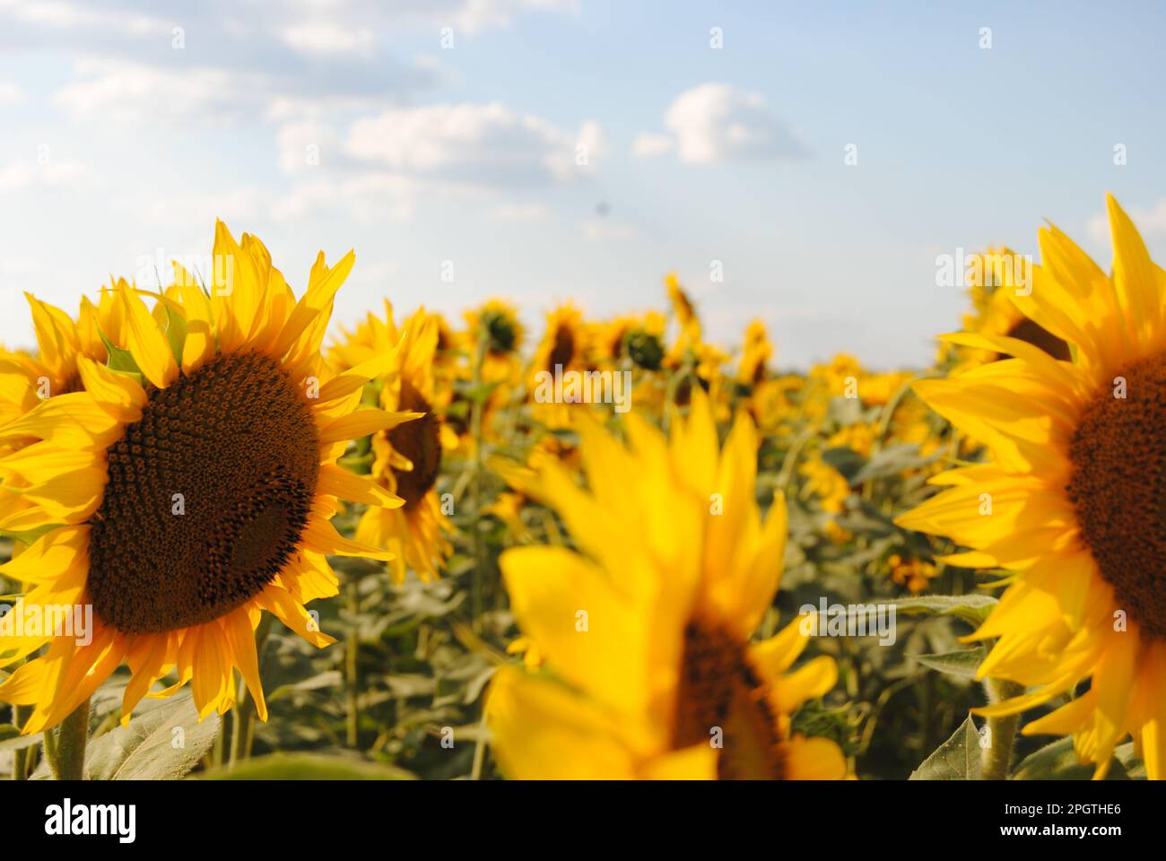 Sunflowers in ukraine hires stock photography and images Alamy