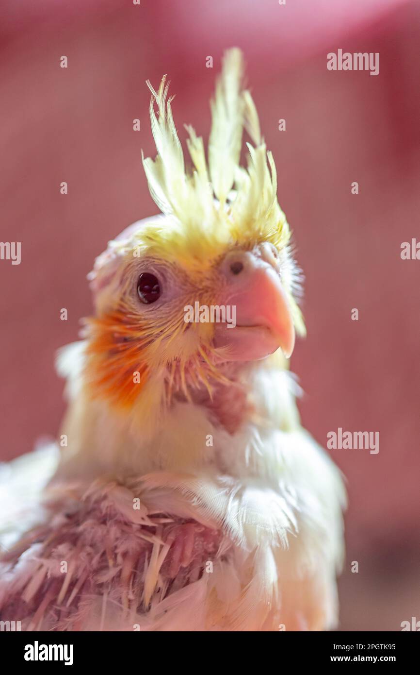 Close up portrait of 1 month old parrot cockatiel, blurred red