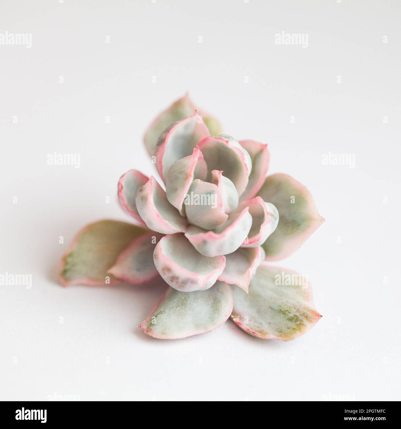 Echeveria Berkeley Variegata Rare Rosette Flower Plant Closeup On 