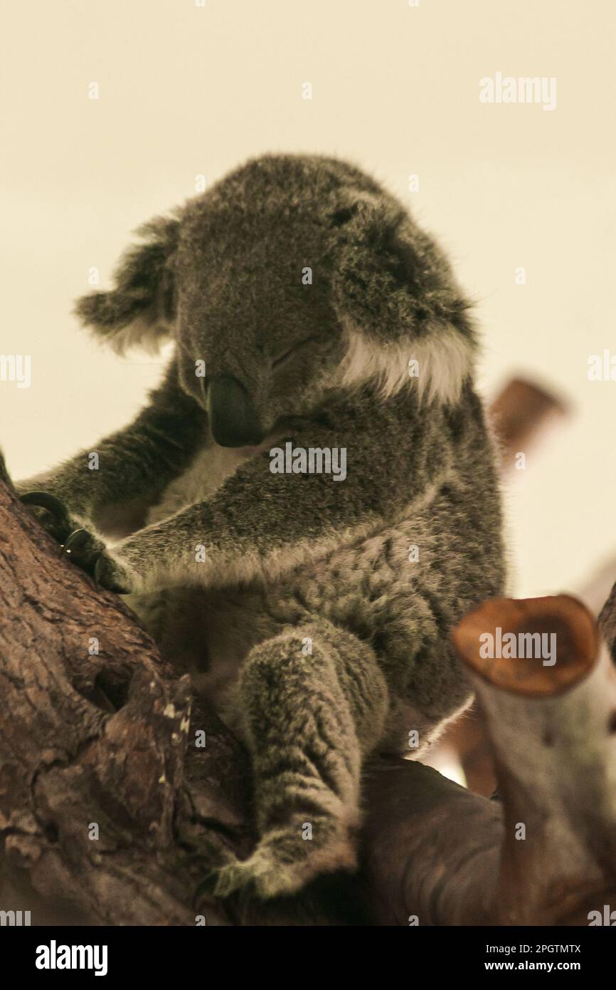 Koala fell asleep in the tree. Usually koalas move slowly. Spend 1624