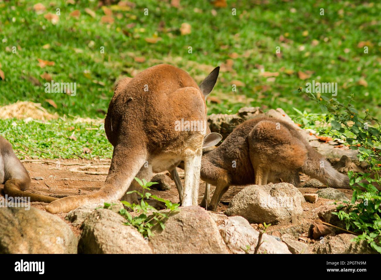 Kangaroo baby eating milk from the mother's abdomen Stock Photo Alamy