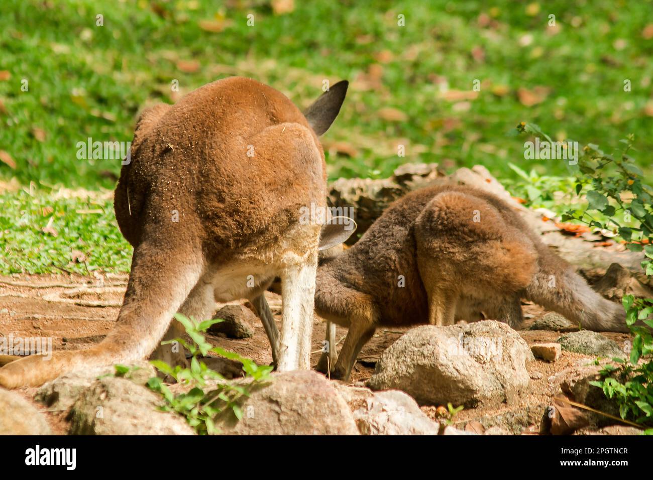Kangaroo baby eating milk from the mother's abdomen Stock Photo Alamy