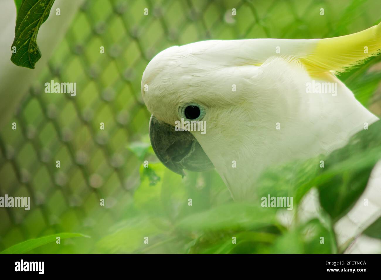 The white Cockatoo in the zoo cage, the Cockatoo is a beautiful bird