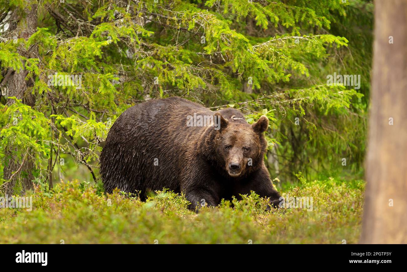 Impressive portrait of Eurasian Brown bear in a forest, Finland Stock