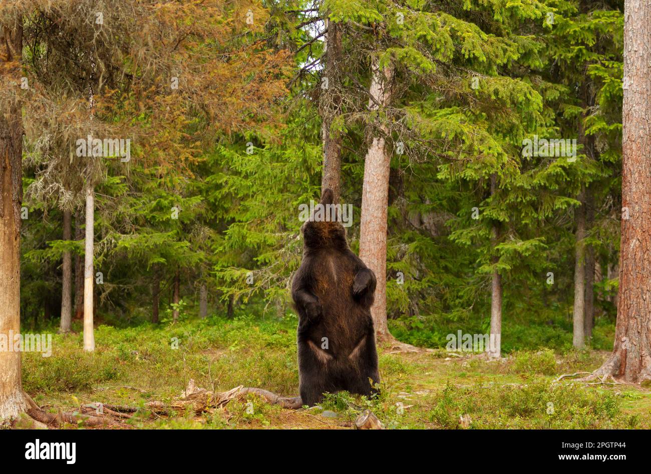 Close up of Eurasian Brown bear standing on its rear legs and scratching back against tree, Finland. Stock Photo