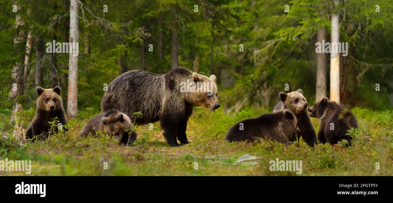 Close up of female Eurasian brown bear (Ursos arctos) and her cubs in