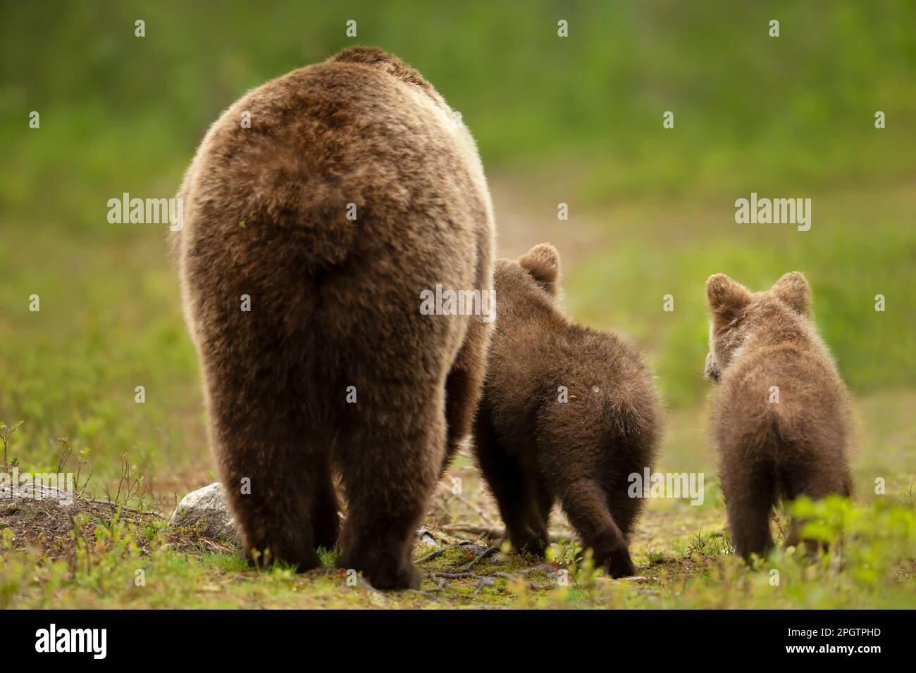 Close up of Eurasian brown bear (Ursos arctos) mama with her cubs ...