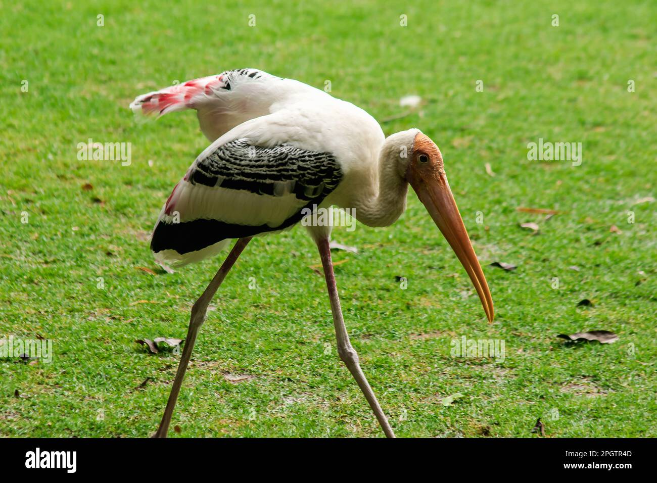 Painted Storks walk on the lawn. And has a unique pink plumage Painted Stork (Mycteria leucocephala) walking on the lawn. Unique pink plumage Stock Photo