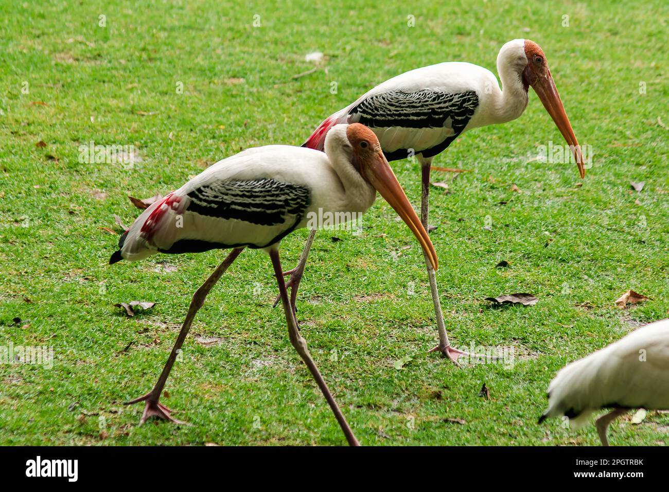 Painted Storks walk on the lawn. And has a unique pink plumage Painted Stork (Mycteria leucocephala) walking on the lawn. Unique pink plumage Stock Photo