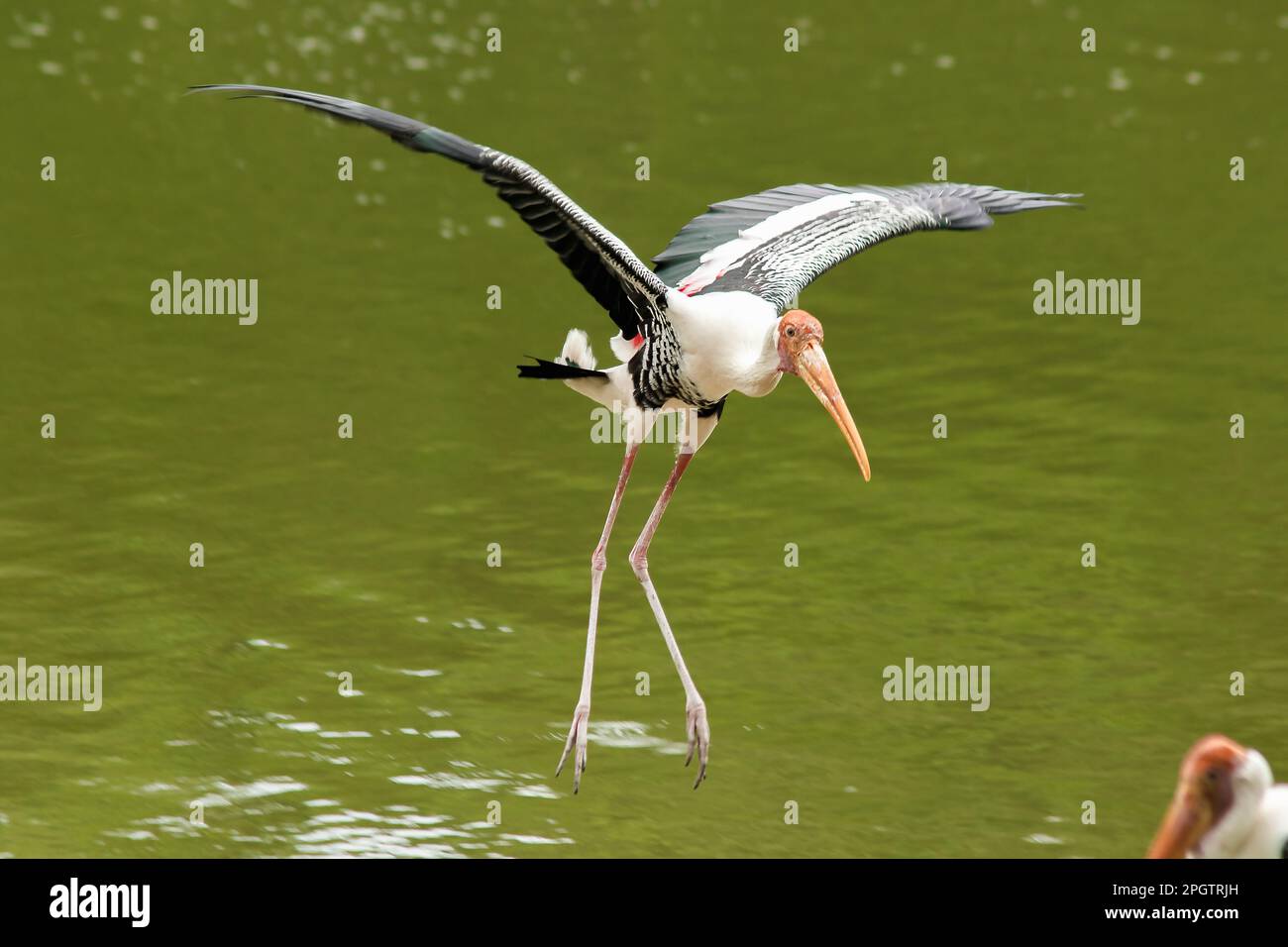 Painted Stork is flying over the pond. To feed on the herd in shallow waters along rivers or lakes Stock Photo