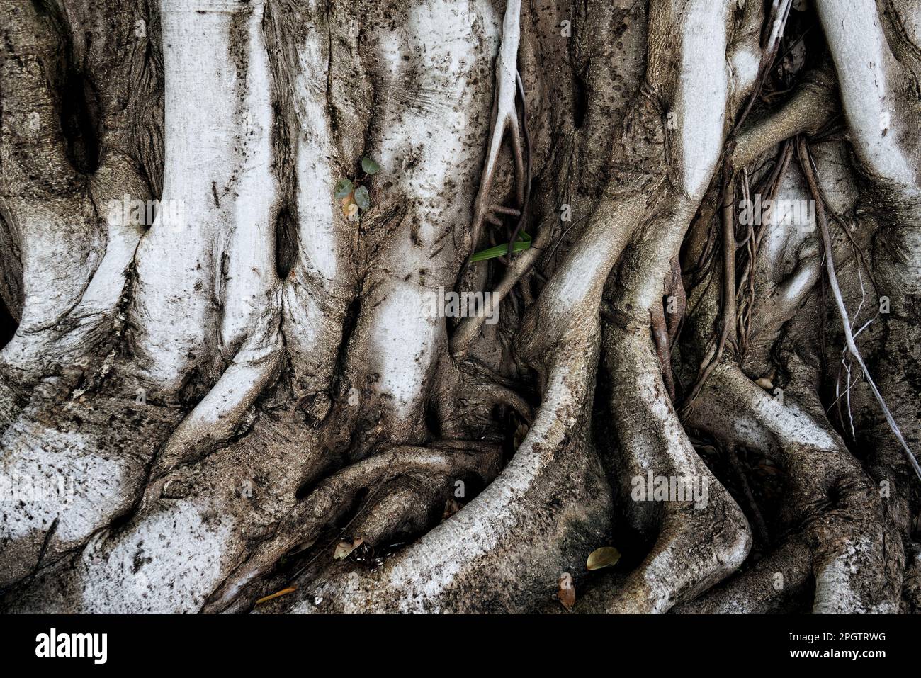 Broad spreading roots hi-res stock photography and images - Alamy