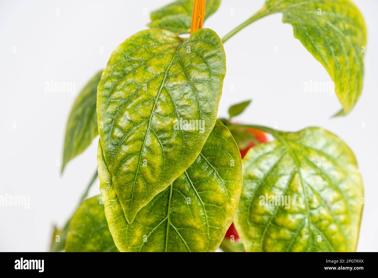 Yellowed dried leaves of pepper grown in a pot in the apartment. Growing vegetables at home, garden on the windowsill, lack of light and trace Stock Photo
