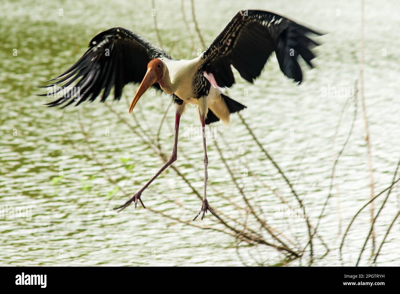 Painted Stork is flying over the pond. To feed on the herd in shallow waters along rivers or lakes Stock Photo