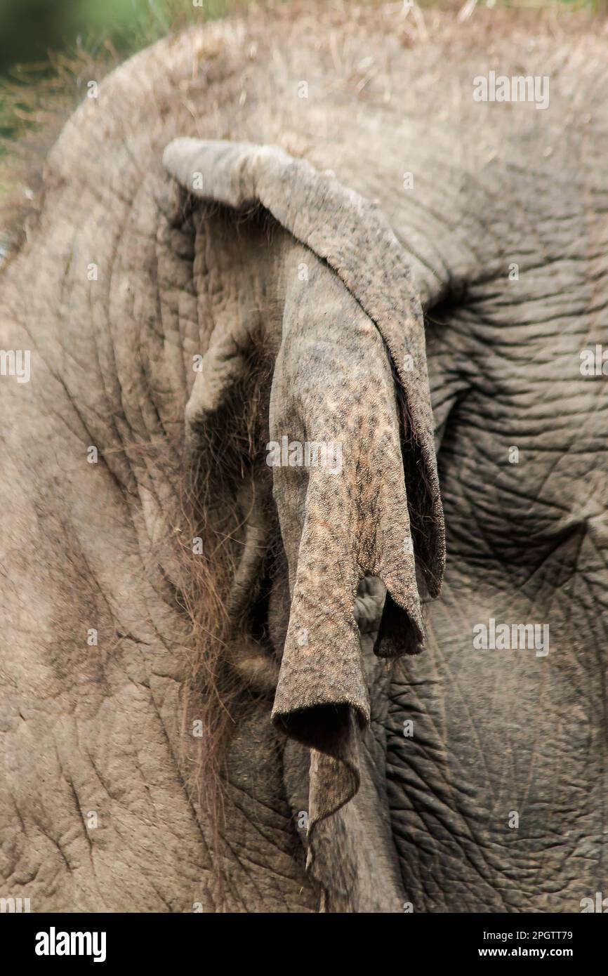 Asian female elephant ears in the zoo Asian elephants have a thick body