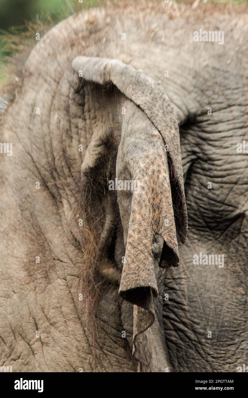 Asian female elephant ears in the zoo Asian elephants have a thick body