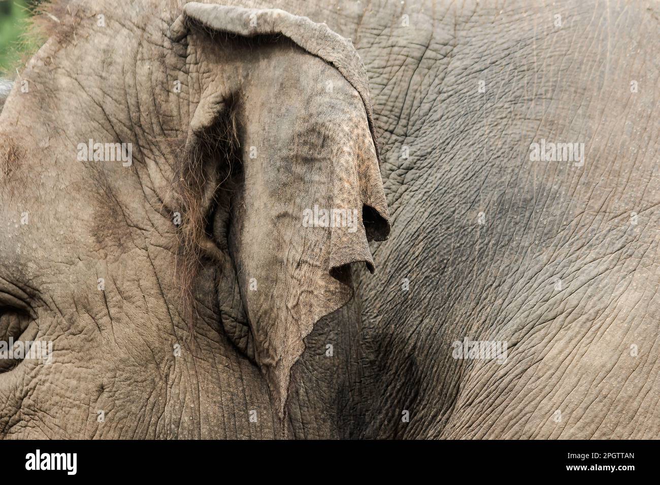 Asian female elephant ears in the zoo Asian elephants have a thick body