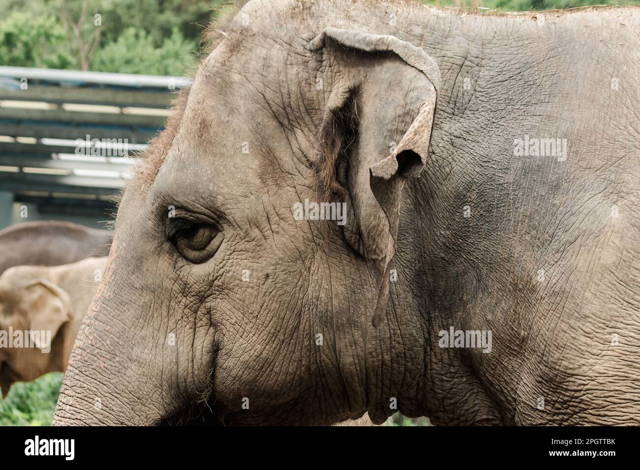 Asian female elephant ears in the zoo Asian elephants have a thick body