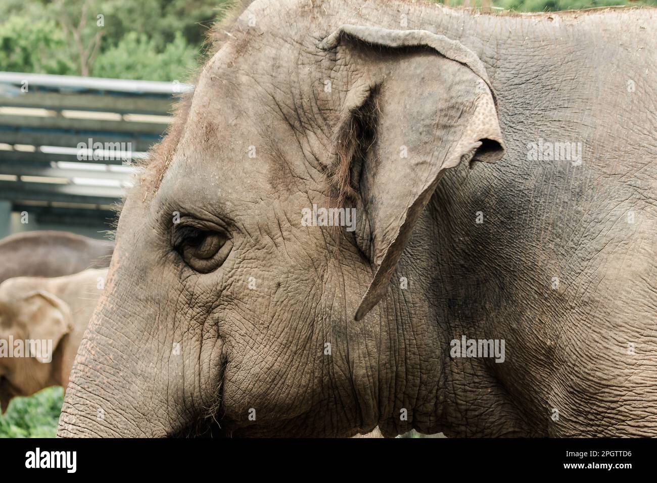 Asian female elephant ears in the zoo Asian elephants have a thick body skin Stock Photo Alamy