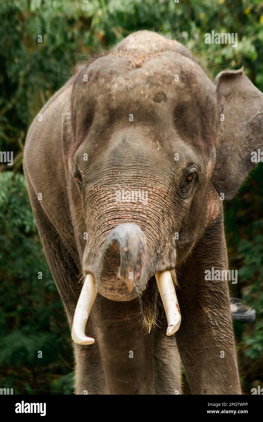 Elephants use their trunks to grasp the dirt and shake them onto the