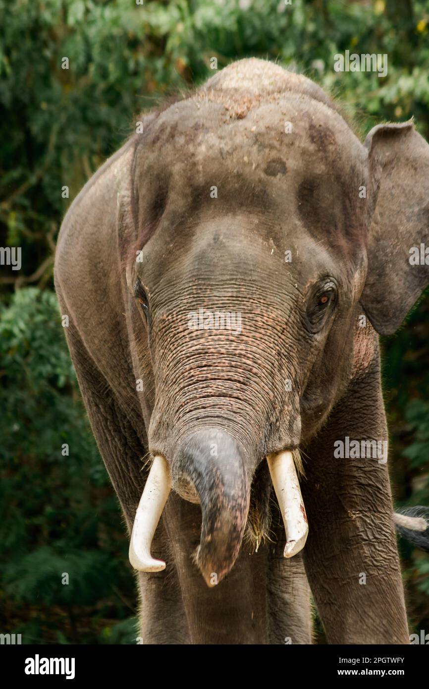 Elephants use their trunks to grasp the dirt and shake them onto the