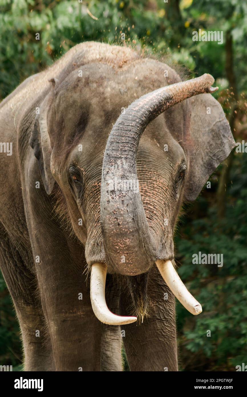 Elephant shaking tree hires stock photography and images Alamy