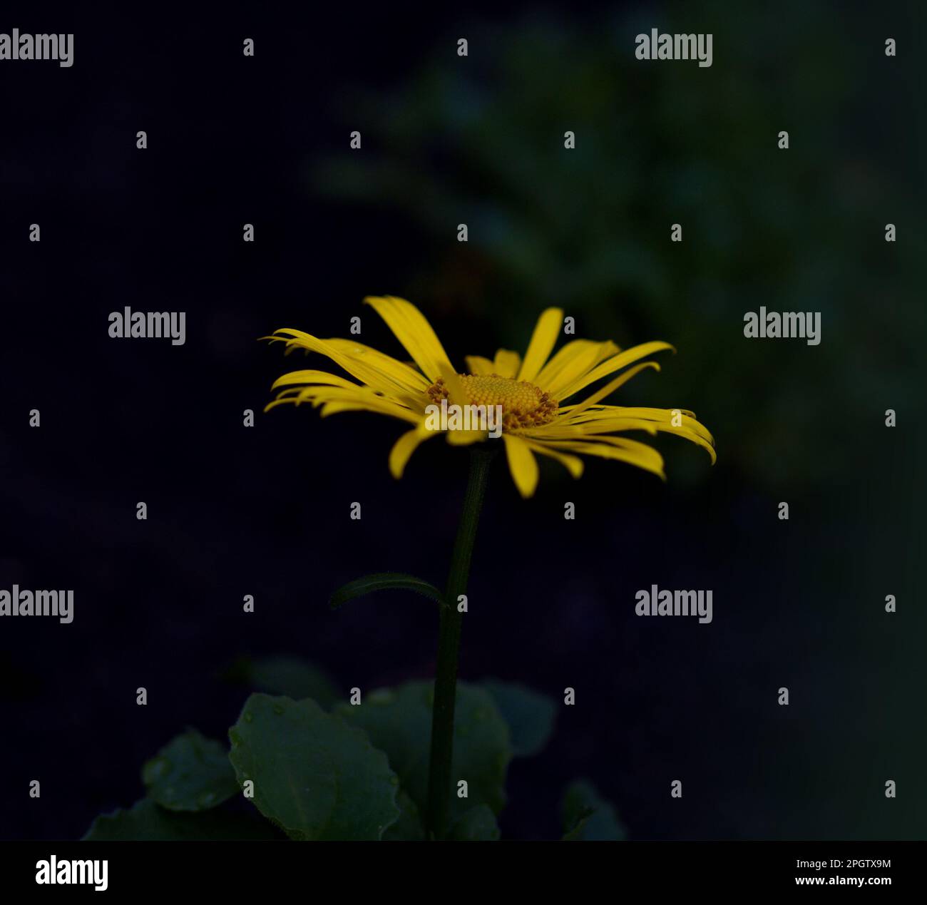 Yellow blooming blossom in the darkness Stock Photo