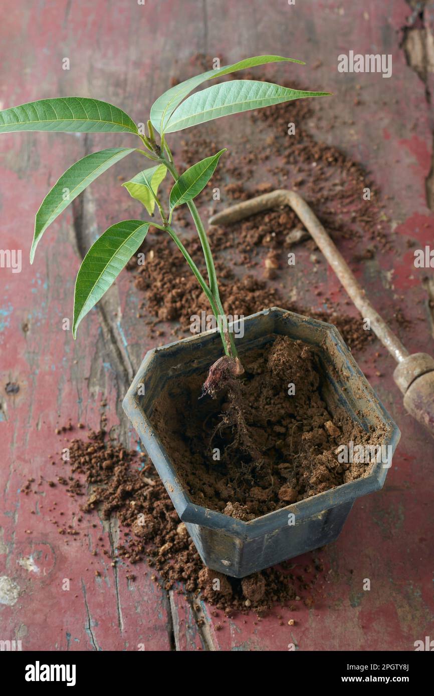 remove mango seedling which grown in a pot, young plant on table top