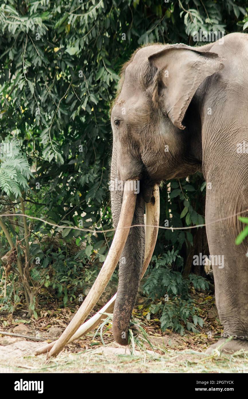 Asian Elephant Male with long tusks , The forks are fangs that have