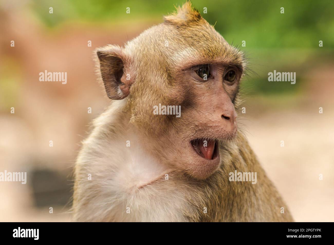 Crabeating Macaque, looking for something interesting. The macaque has