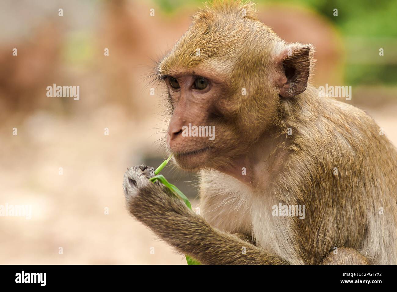 Crabeating Macaque, looking for something interesting. The macaque has