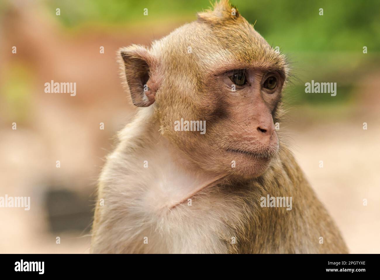 Crabeating Macaque, looking for something interesting. The macaque has