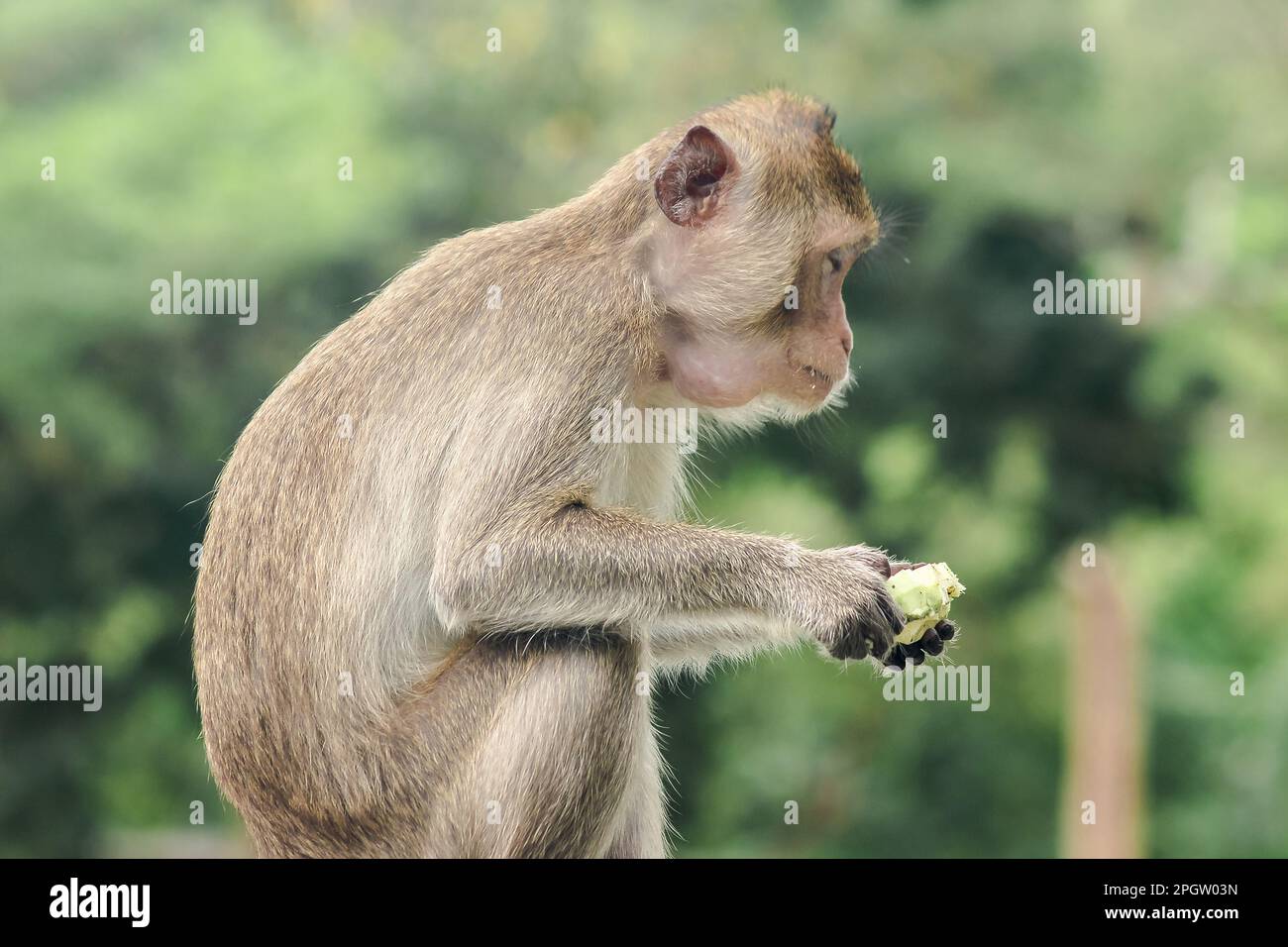 Funny Monkey Birthday Card | eBay