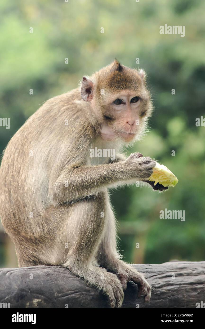 Crabeating Macaque is eating the fruit in his hand. The macaque has