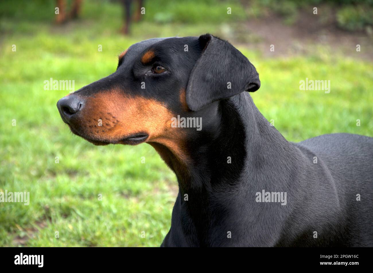 DOBERMAN PINSCHER DOBIE DOBERMANN DOG Stock Photo