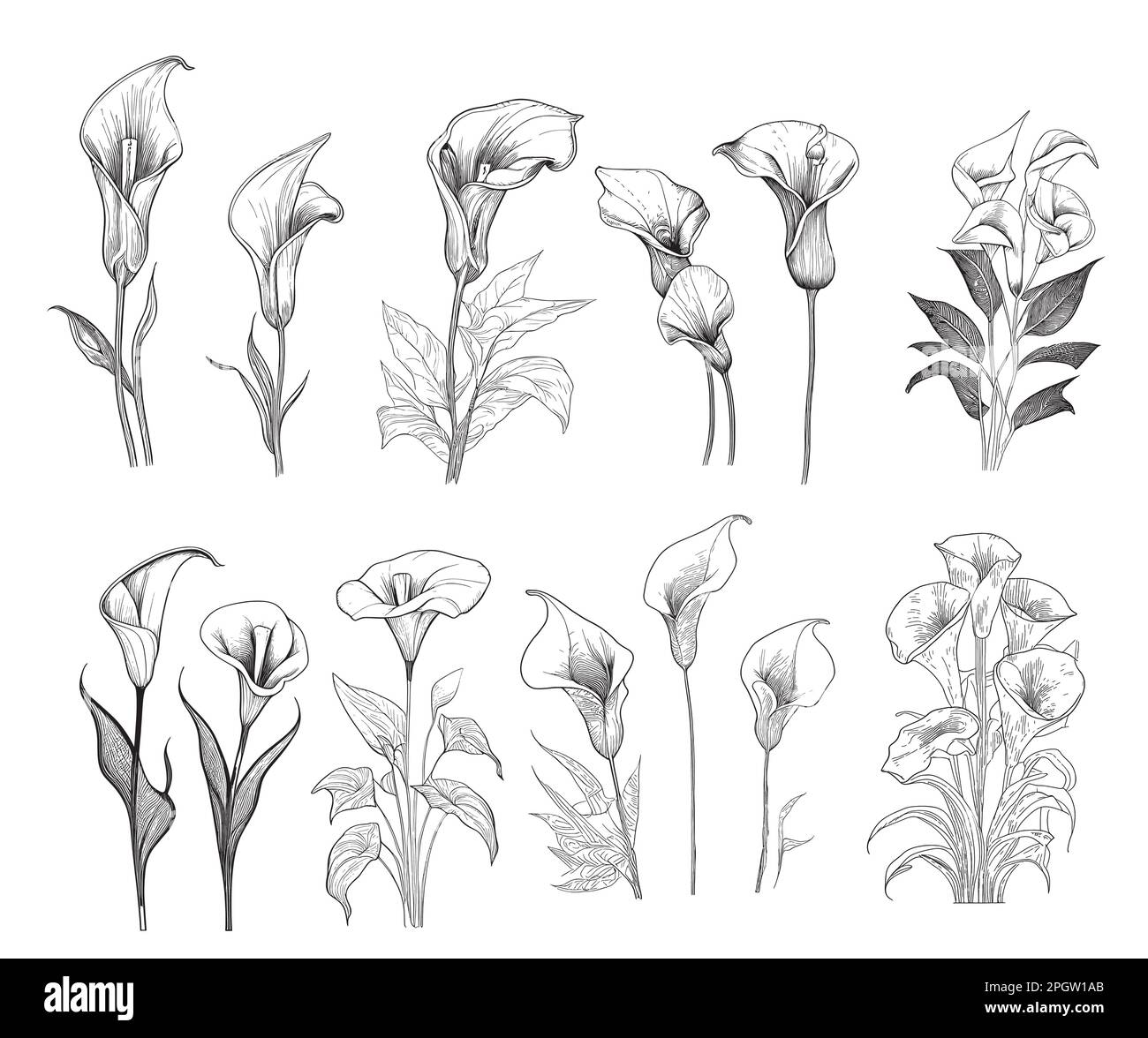 Set of calla lilies hand drawn sketch in doodle style illustration