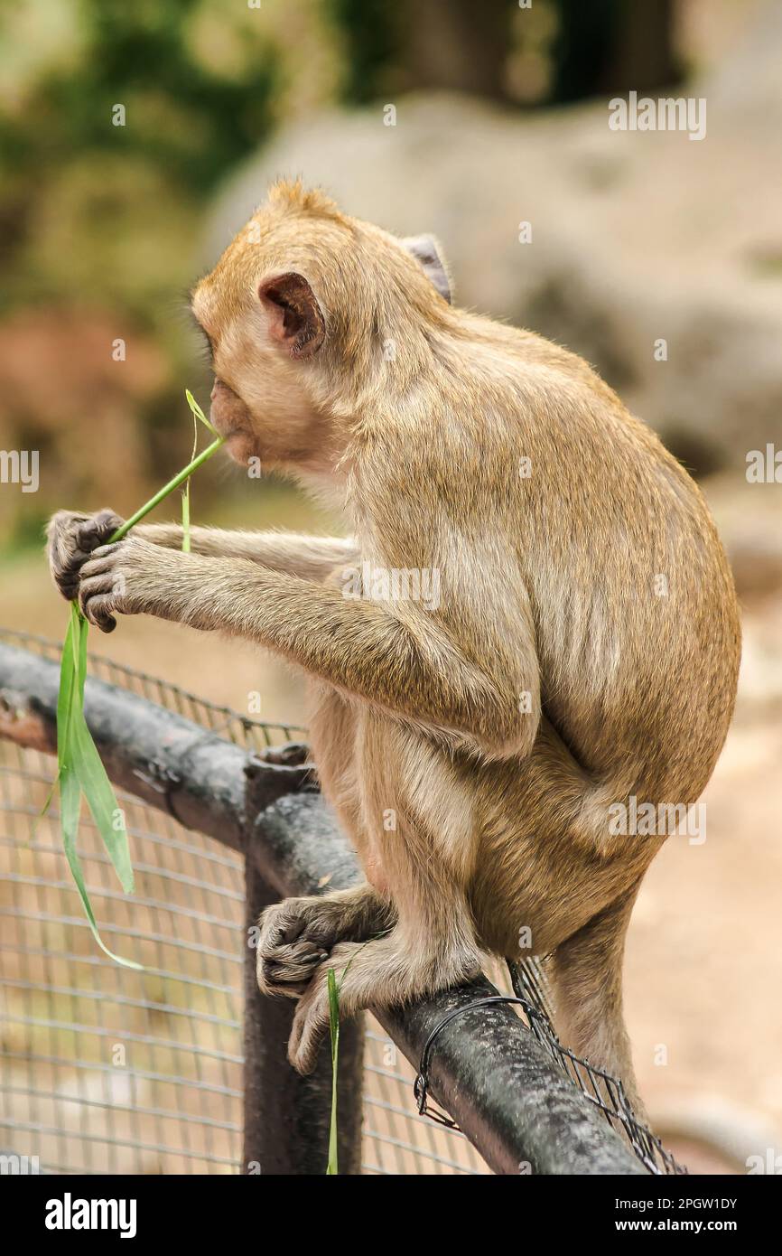 Crabeating Macaque sat on the fence, eating the grass. The macaque has