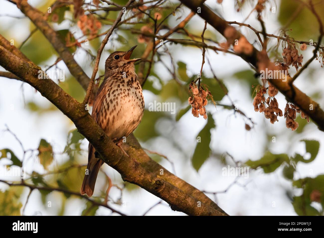 Spring song... Song Thrush ( Turdus philomelos ) singing  high up in the bushes. Stock Photo