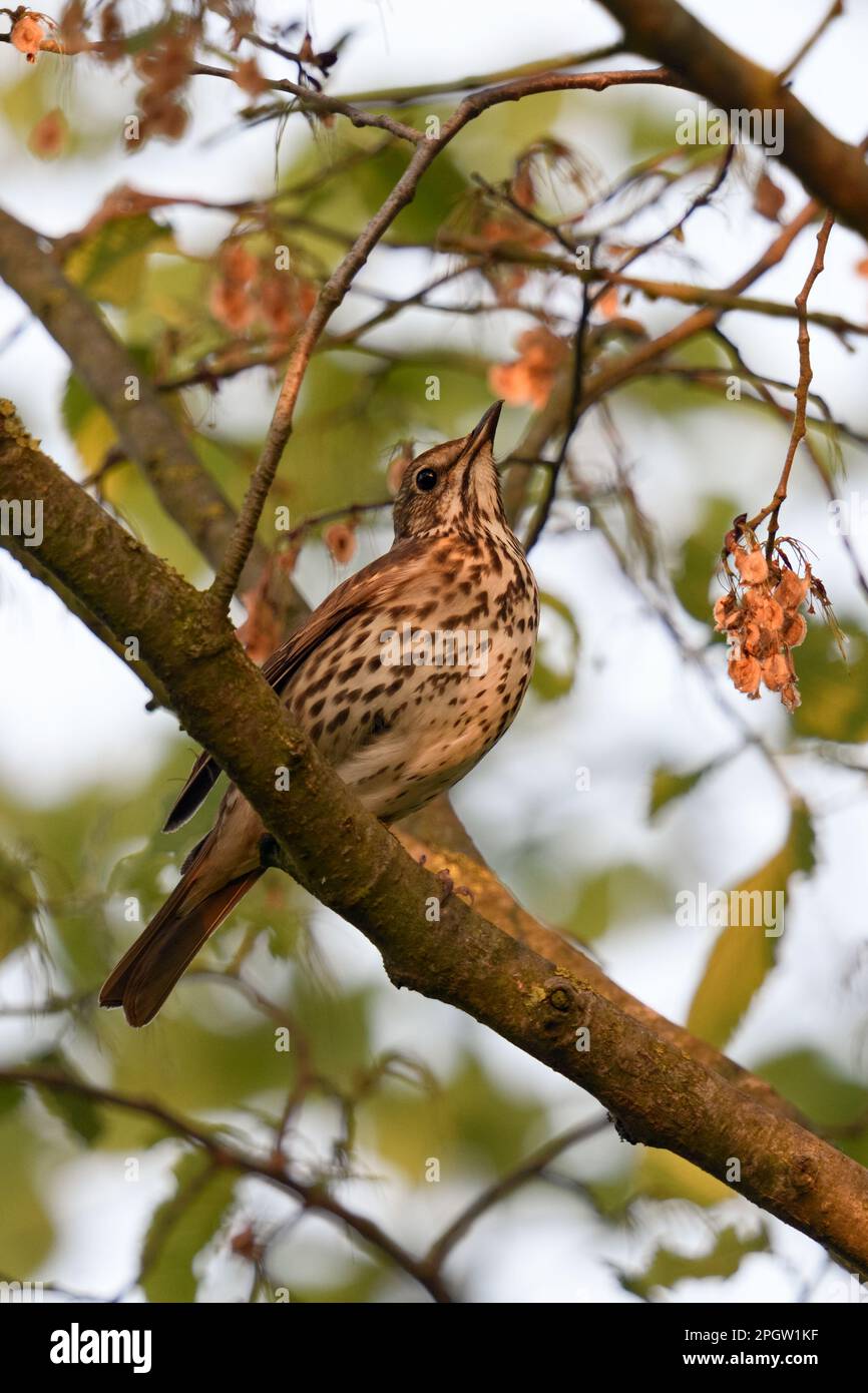 in the evening light... Song Thrush (Turdus philomelos ) sits hidden high up in bushes, in tree. Stock Photo