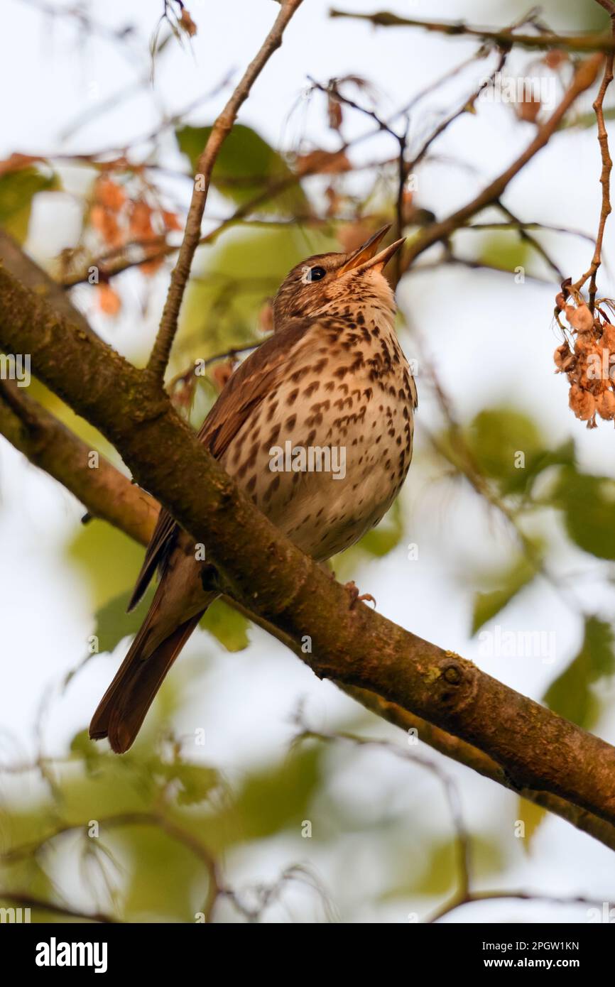 high up in the tree... Song thrush ( Turdus philomelos ) sings its persistent song, impressive bird song. Stock Photo