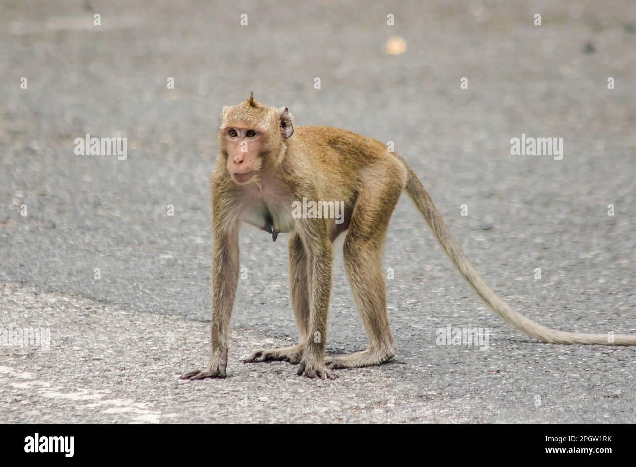 A female crabeating macaque walking down the street. The macaque has