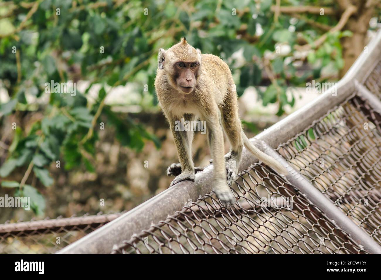 Crabeating Macaque is climbing the fence. The macaque has brown hair