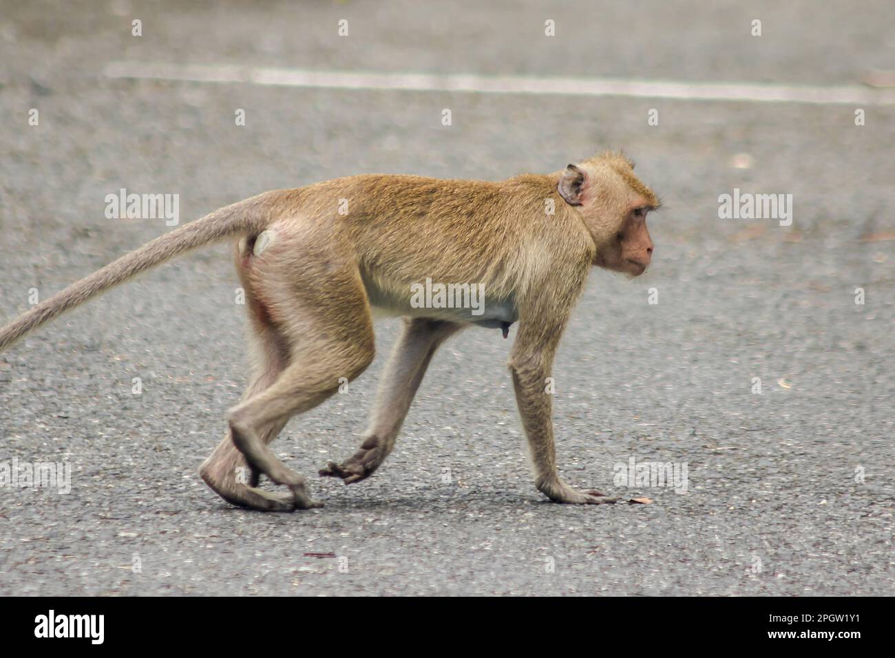A female crabeating macaque walking down the street. The macaque has