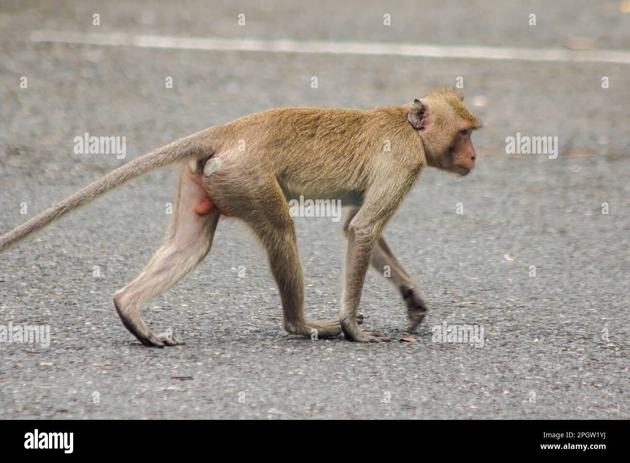 A female crabeating macaque walking down the street. The macaque has