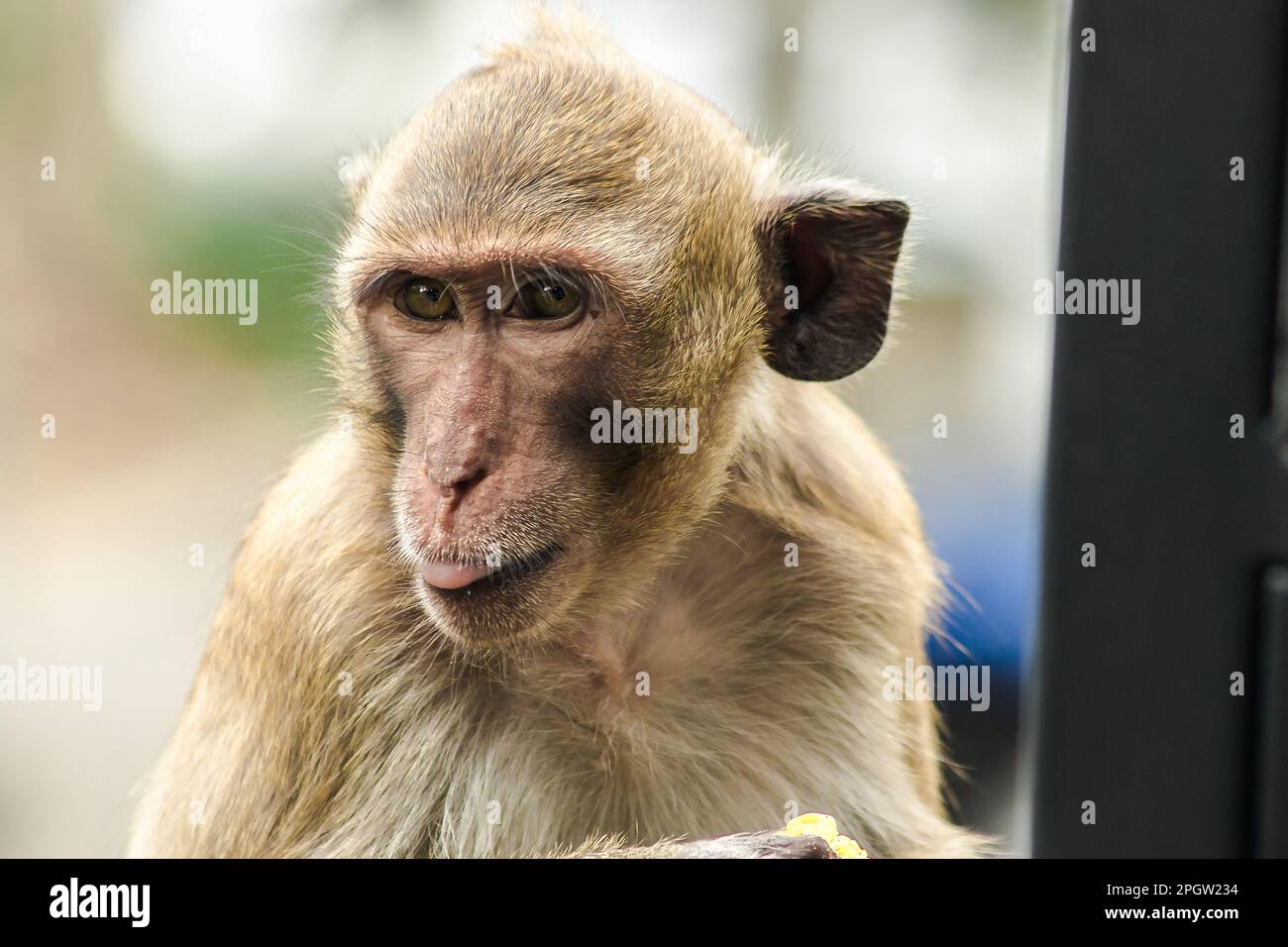 Crabeating Macaque, looking for something interesting. The macaque has