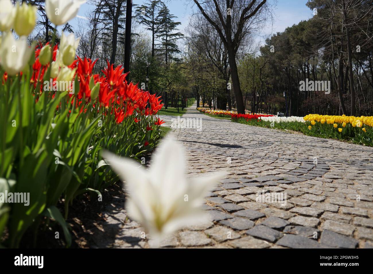 Pink Tulips, white tulips, pink tulips red tulips  and Flowers on the walkwayEmirgan Park Istanbul 2021 Stock Photo